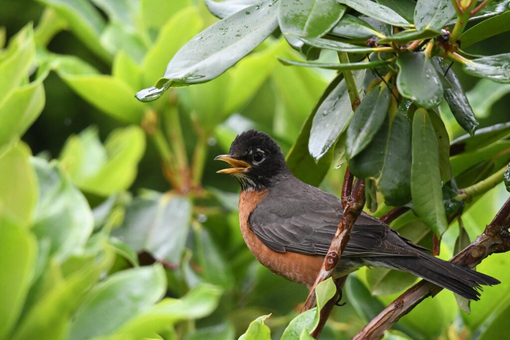 American robin